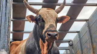 🔴 FINAL EM TOUROS - Rodeio GIGANTE VERMELHO de CÂNDIDO MOTA 2023 (Oficial 4K)