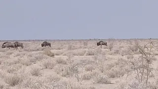 Namibia Trip Sept 2019 Sille Frosty