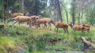 Vie sauvage au piège photo Episode 3 - 1080p 60fps