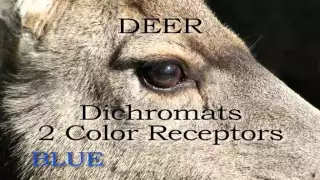 What Colors Can Whitetail Deer Really See?