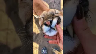 🦁  Big Cat Chin Scratches & Boops! AMAZING.  vs Bulldog