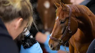 Tierärztin ist ratlos - Pferd muss sich ständig kratzen | Pferde Doku