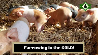 Farrowing in the "Polar Vortex"!