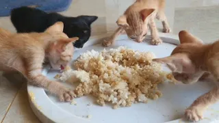 4 cute kittens are eating rice | Raise animal Rural KH