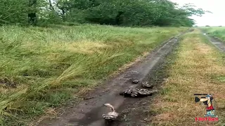 Перевязка защищает своих детей Vormela peregusna protects its children