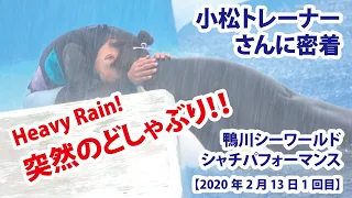 突然のどしゃぶり！　必見です！！　小松トレーナーさんに密着！【2020年2月13日1回目　鴨川シーワールド　シャチパフォーマンス】