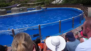 Palmitos Park - Dolphin show