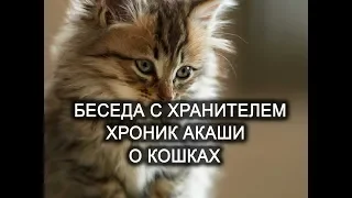 Беседа с Хранителем Хроник Акаши. Кошки. Лаборатория Гипноза.