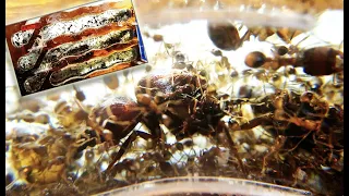 Inside my MASSIVE MARAUDER ANT Colony | Carebara Diversa