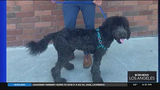 Dog abused by Anaheim resident now safe