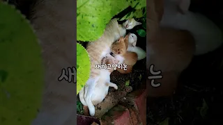 길에 고양이가 많은 이유?