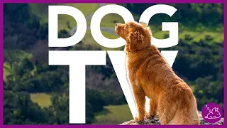 DOG TV - 15 HOURS OF THE MOST ENTERTAINING VIDEO FOR DOGS!