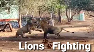 Lion Fight Sasan Gir 2021#Asiaticlion #MaleLion #Girforest #GirNationalpark #Girsanctuary #Wildlife