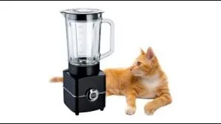 The Cat Blender Video Is Not That Bad...............