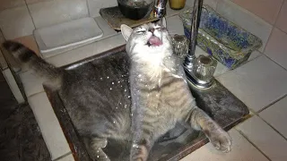 When you have a cat who is obsessed with water 😂 Funny ANIMALS videos