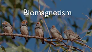 How Migratory Birds Use Earth's Magnetic Field as an Aid to Navigation | Biomagnetism