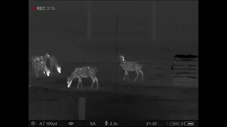 Deer with the Pulsar Thermion 2 LRF XP50 PRO Thermal Riflescope