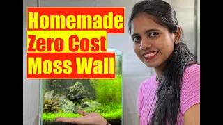 How to make a DIY Moss Wall | Nature Aquarium | Mayur Dev Aquascaper | Old Japanese Trick 4K