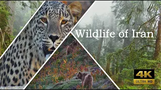 Wild life of Iran" The amazing wildlife of Iran" شگفتی های حیات وحش ایران