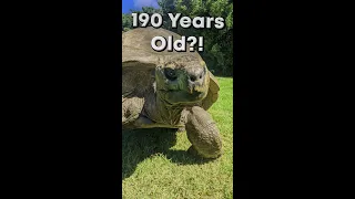 This Tortoise has been Alive for 190 years?!