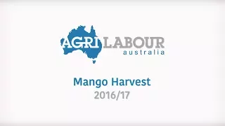 Mango Harvest 2016/17 | Agri Labour Australia.