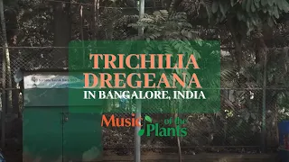 Trichilia Dregeana playing Bamboo M in Bangalore, India