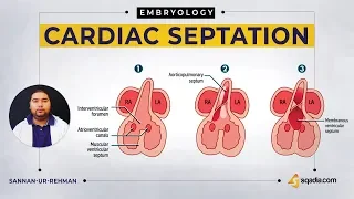 Cardiac Septation | Embryology Video Lecture | USMLE | V-Learning Courses