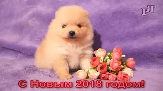 С Новым 2018 годом!