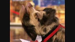 Britains Got Talent 2010 Auditions: Timmy the "Michael Jackson" Pig!