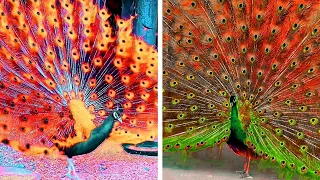 Peacock In The Wind, Beautiful, Colourful, Natural Peacocks Video #73 , Beauty of peacocks #nature