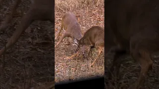 Rocky Balboa but in whitetail form 🥊 I MISS DEER HUNTING!