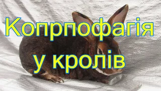 Копрофагія у кролів. Що це?