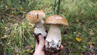 Walk in the Autumn Forest along White Mushrooms