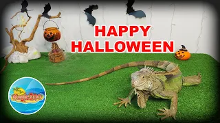 Игуана на Хэллоуин или как приручить дракона. Iguana for Halloween or How to Train Your Dragon.