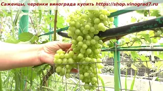 Виноград Кишмиш бесподобный на 13 июля  размягчение ягод в гроздях.  Пузенко Наталья Лариасовна