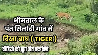 Beware! Tigers Roaming Free in Bhimtal Village 🐅🚨