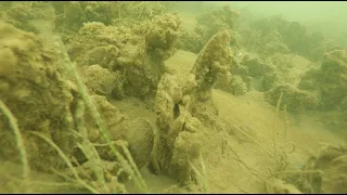 SERC Oyster Study Shows Protection Plus Restoration Creates Healthiest Reefs