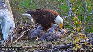 Little Miami Conservancy Bald Eagle 22.04.2024 19:59