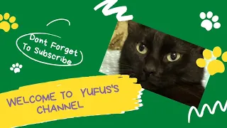 THE BEST FUNNY CAT VIDEOS OF THE WEEK 😸-Try Not To Laugh Or Grin Challenge | YUFUS