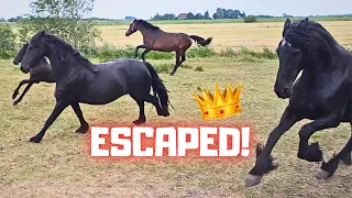 Coralle Escapes! As long as that goes well | Funny Mario & Peach | Friesian Horses