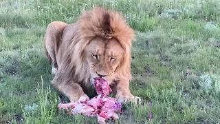 Раздаем львам МЯСО ВЕДРАМИ ! Russian Lion man !