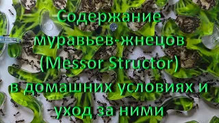 Содержание муравьев-жнецов (Messor Structor) в домашних условиях и уход за ними