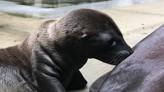 Sea Lion Pup Born at Smithsonian’s National Zoo