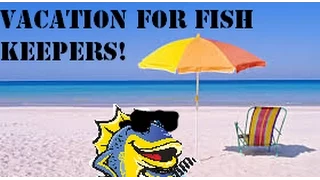 What fish keepers should do before going on vacation! Tank Talk presented by KGTropicals