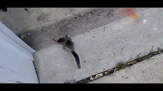 Squirrel in my garage!