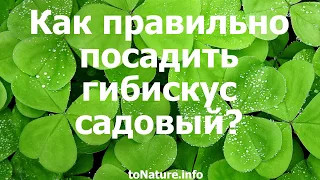 Как правильно посадить гибискус садовый?