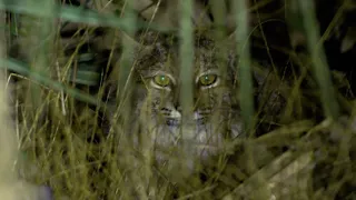 The Mystery and the Magic of Bobcats: 5th Annual Symposium