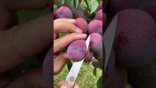 Best relaxing fruit tree farming | Oddly satisfying fresh fruit | Fruit Ninja Harvesting #544