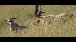 Goat Hunting NSW 2021