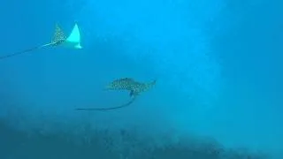 Two Eagle Rays dancing